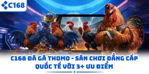 C168 Đá Gà Thomo - Sân Chơi Đẳng Cấp Quốc Tế Với 3+ Ưu Điểm