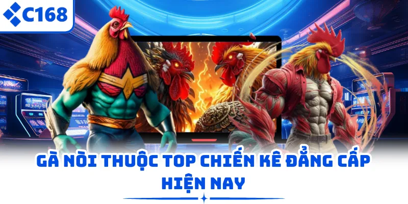 Gà nòi thuộc top chiến kê đẳng cấp hiện nay